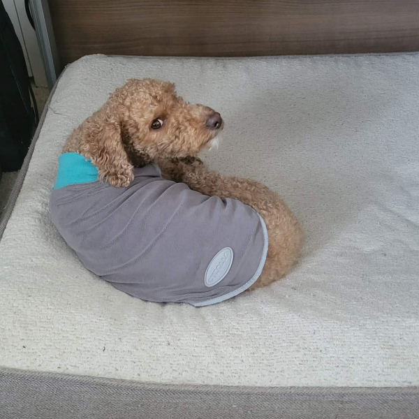 Even the frailest of dogs can become mighty warriors